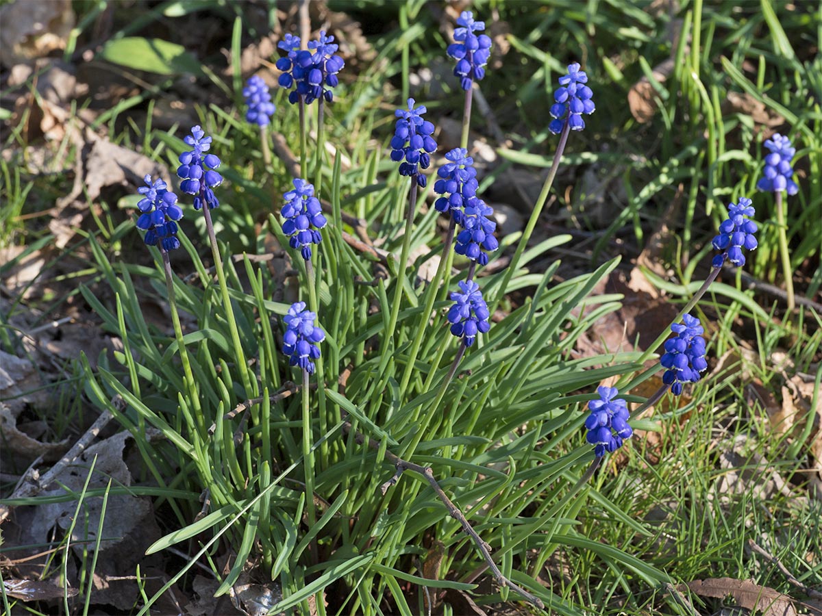 Habitus